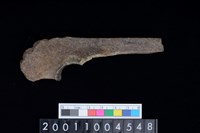 藏品(左尺骨)的圖片