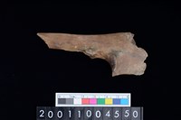 藏品(左尺骨)的圖片