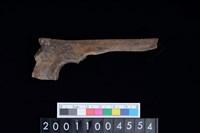 藏品(左尺骨)的圖片