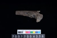 藏品(左尺骨)的圖片