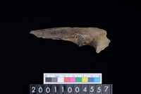 藏品(左尺骨)的圖片