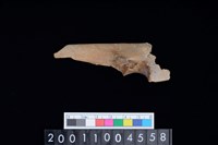 藏品(左尺骨)的圖片