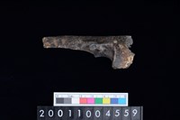 藏品(左尺骨)的圖片