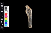 藏品(左尺骨)的圖片