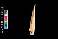 藏品(左尺骨)的圖片