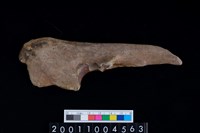 藏品(右尺骨)的圖片