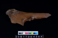 藏品(右尺骨)的圖片