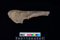 藏品(右尺骨)的圖片