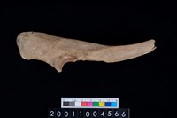 藏品(右尺骨)的圖片