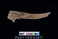 藏品(右尺骨)的圖片