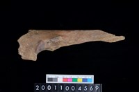 藏品(右尺骨)的圖片