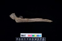 藏品(右尺骨)的圖片