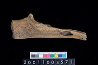 藏品(右尺骨)的圖片