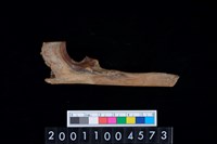 藏品(右尺骨)的圖片