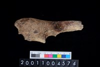 藏品(右尺骨)的圖片