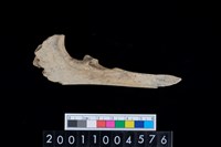 藏品(右尺骨)的圖片