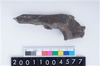 藏品(右尺骨)的圖片