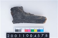 藏品(右尺骨)的圖片