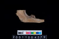 藏品(右尺骨)的圖片