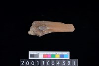 藏品(右尺骨)的圖片