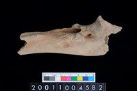 藏品(右尺骨)的圖片