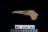 藏品(右尺骨)的圖片