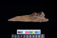 藏品(右尺骨)的圖片