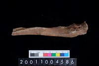 藏品(右尺骨)的圖片