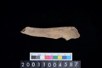 藏品(右尺骨)的圖片