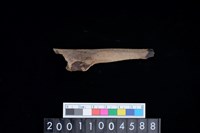 藏品(右尺骨)的圖片