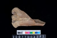 藏品(右橈骨)的圖片