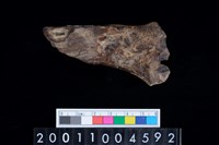 藏品(右橈骨)的圖片