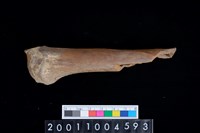 藏品(左橈骨下半部)的圖片