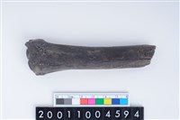 藏品(左橈骨下半部)的圖片