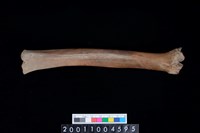 藏品(左橈骨下半部)的圖片