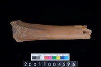 藏品(左橈骨下半部)的圖片