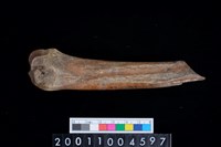 藏品(左橈骨下半部)的圖片