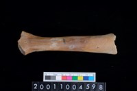 藏品(左尺骨)的圖片