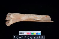 藏品(右橈骨)的圖片