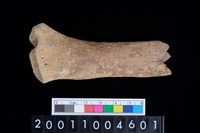 藏品(右橈骨)的圖片