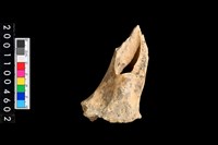 藏品(右橈骨)的圖片