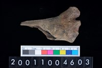 藏品(右橈骨)的圖片