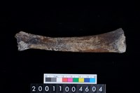 藏品(左脛骨)的圖片