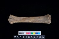 藏品(左脛骨)的圖片