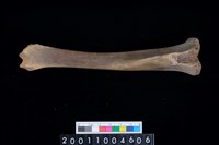 藏品(左脛骨)的圖片