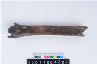 藏品(左脛骨)的圖片