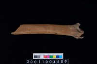 藏品(左脛骨)的圖片