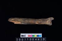 藏品(左脛骨)的圖片