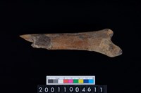 藏品(左脛骨)的圖片