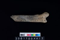 藏品(左脛骨)的圖片